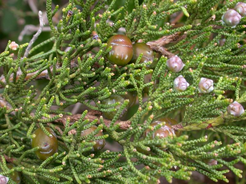 Juniperus phoenicea & Juniperus oxycedrus